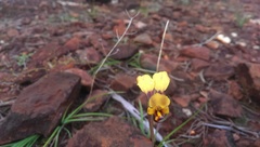 Diuris hazeliae