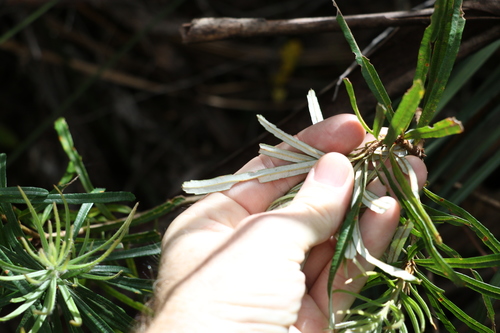 Image of Banksia collina by (c) Greg Tasney, some rights reserved (CC BY-SA)