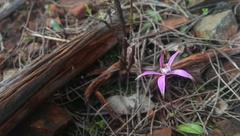 Caladenia hirta rosea