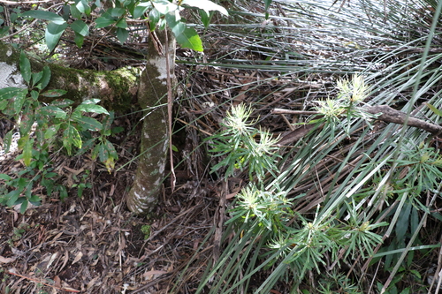 Image of Banksia collina by (c) Greg Tasney, some rights reserved (CC BY-SA)