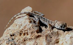 Pristurus