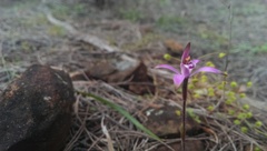 Caladenia hirta rosea