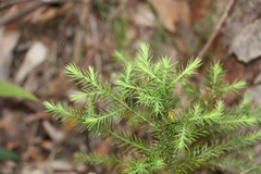 Callitris macleayana