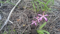 Caladenia hirta rosea