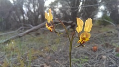 Diuris hazeliae