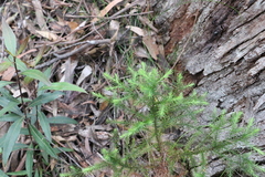 Callitris macleayana