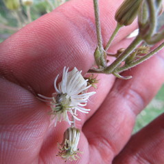 Clematis haenkeana