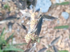 Magnoliopsida