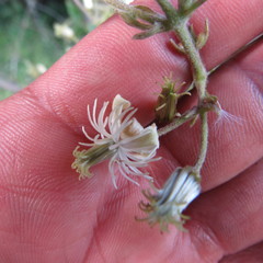 Clematis haenkeana
