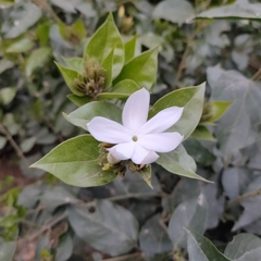 Jasminum sambac