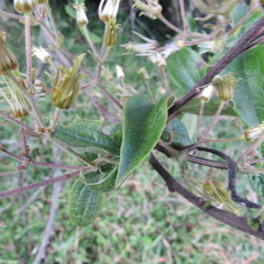 Clematis haenkeana