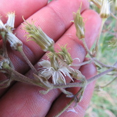 Clematis haenkeana