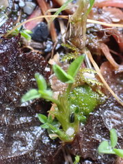 Trifolium wormskioldii