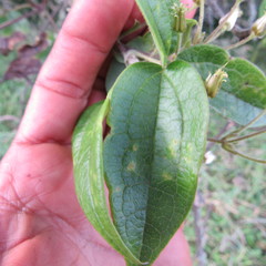 Clematis haenkeana