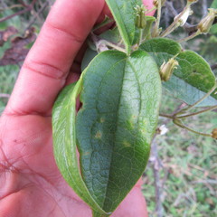 Clematis haenkeana