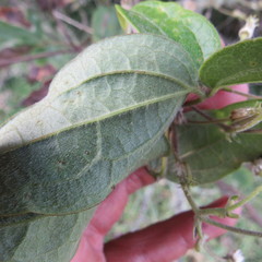 Clematis haenkeana