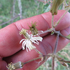 Clematis haenkeana