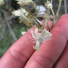Clematis haenkeana
