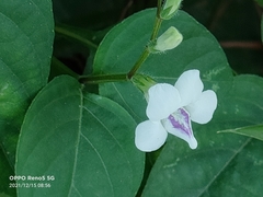 Asystasia intrusa
