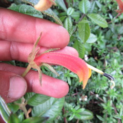 Centropogon asclepiadeus