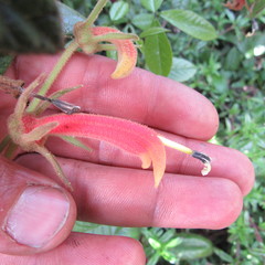 Centropogon asclepiadeus