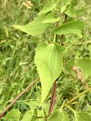 Mikania cynanchifolia
