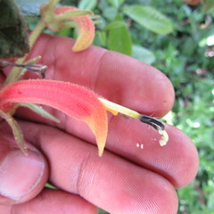 Centropogon asclepiadeus