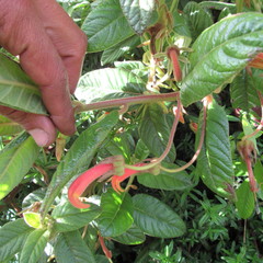 Centropogon asclepiadeus
