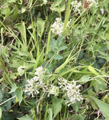 Mikania cynanchifolia