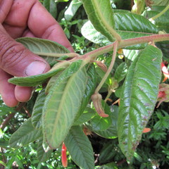Centropogon asclepiadeus