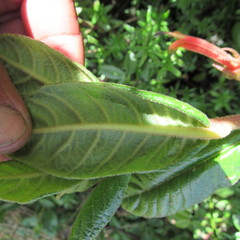 Centropogon asclepiadeus