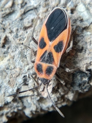Tropidothorax sinensis