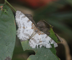 Hypomecis pardaria