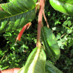 Centropogon asclepiadeus