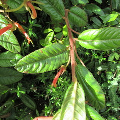 Centropogon asclepiadeus