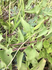Mikania cynanchifolia