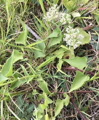 Mikania cynanchifolia