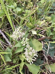 Mikania cynanchifolia