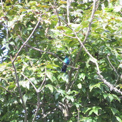 Colibri