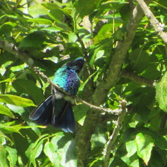 Colibri