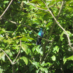 Colibri