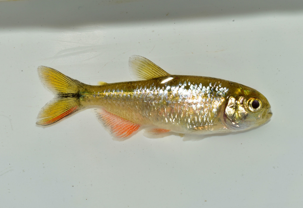 Astyanax tehuacanensis