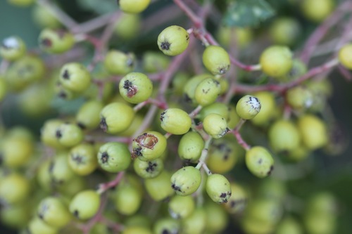 Toyon Fruit Gall Midge photo 2