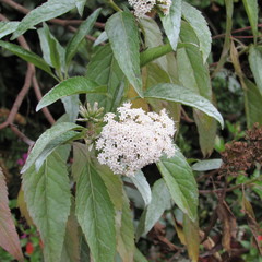 Stevia lucida