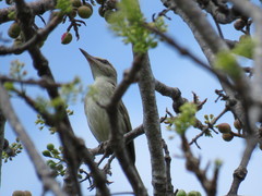 Vireo magister