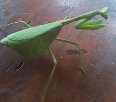 Pseudoxyops perpulchra