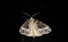 Pseudocoremia leucelaea