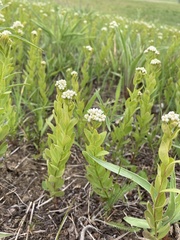 Comandra umbellata umbellata