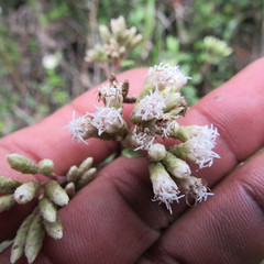 Chromolaena bullata