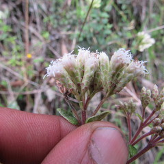 Chromolaena bullata